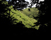 sans titre (yakushima)