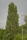 sans titre (orage 2)